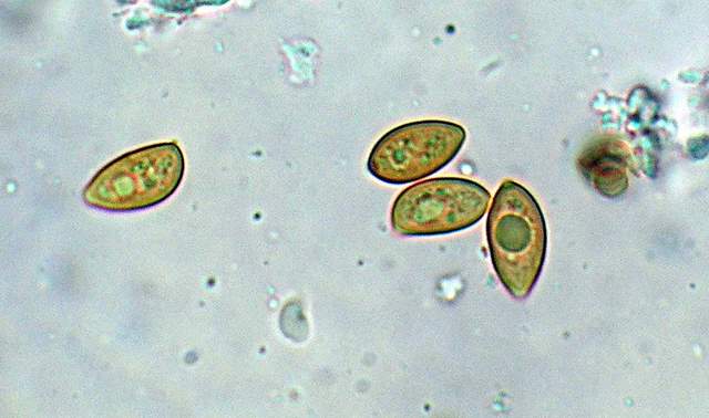 Galerina spec.  Cod. DSCN 5061